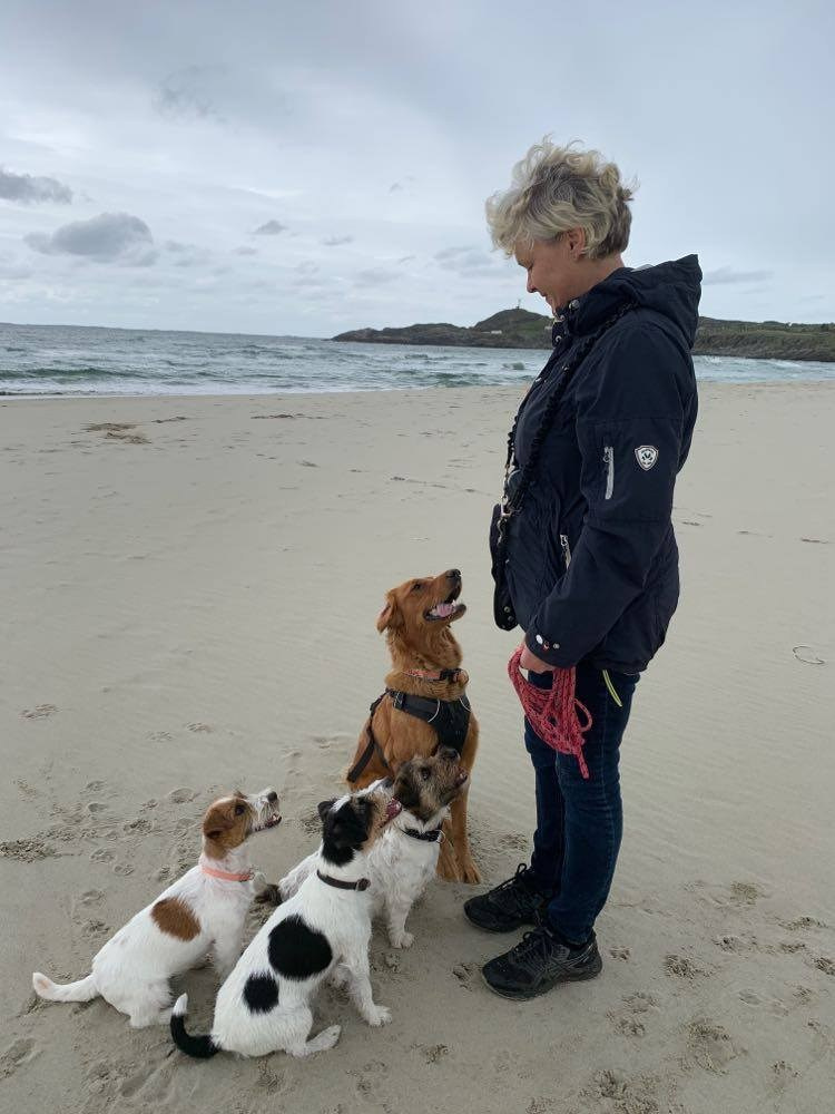 CM KIT_KAT. КАНЕ МАЭСТРО — питомник Джек рассел терьеров