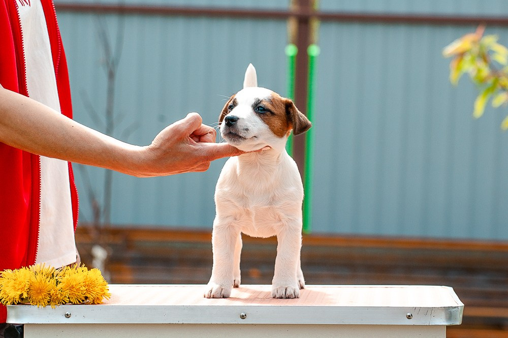 КАНЕ МАЭСТРО ФЕРИТЕЙЛ. Девочка гладкошерстная из питомника КАНЕ МАЭСТРО. Ровные лапки. Шикарный темперамент.