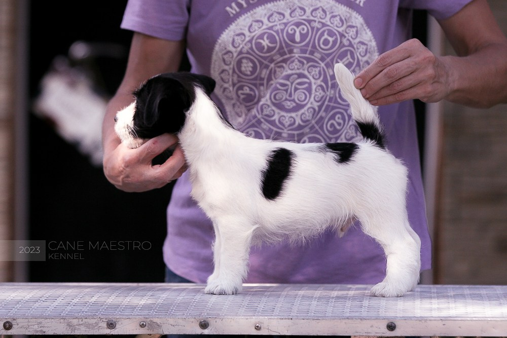 CANE MAESTRO ROLEX. CANE MAESTRO — kennel Jack Russell Terrier