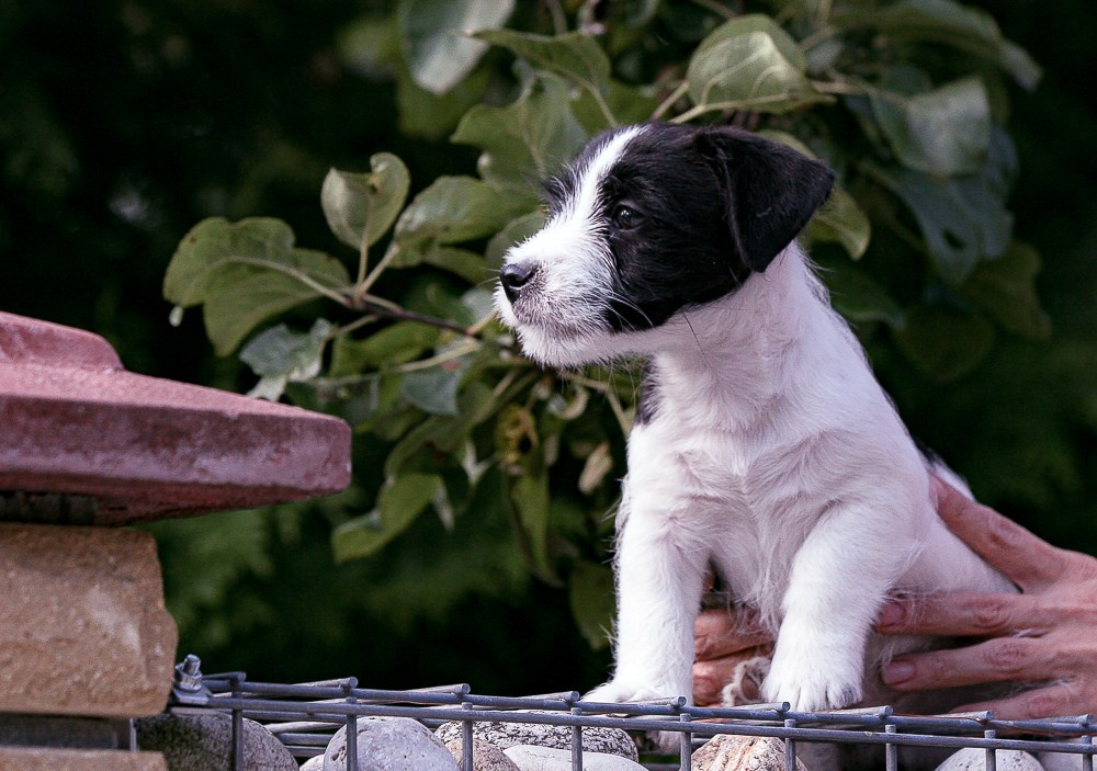 CANE MAESTRO ROLEX. CANE MAESTRO — kennel Jack Russell Terrier