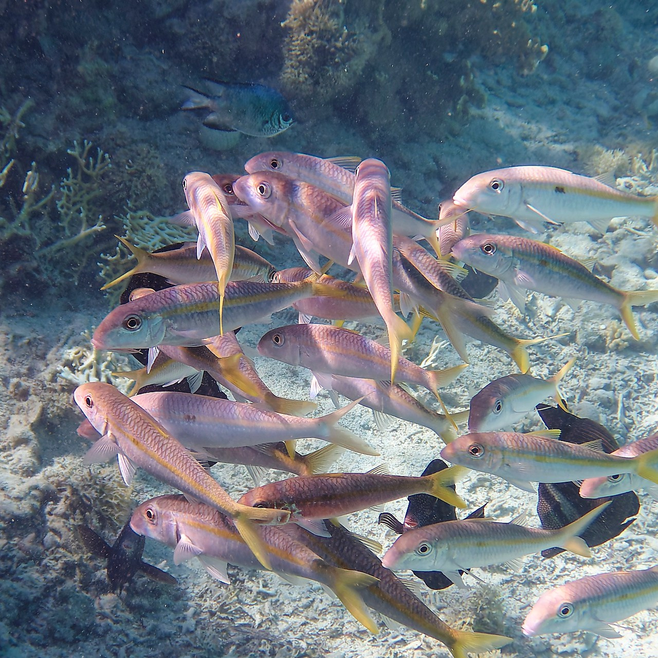 Мне посмотреть. Рыбов показываю