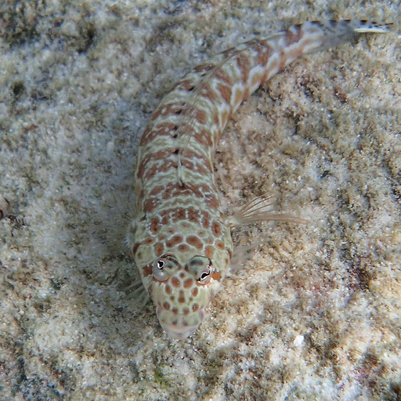 Мне посмотреть. Рыбов показываю