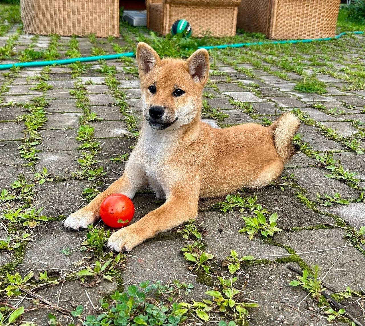 сиба питомник Рубилайт щенки на продажу rubylight  сиба щенки купить СПб Санкт-Петербург