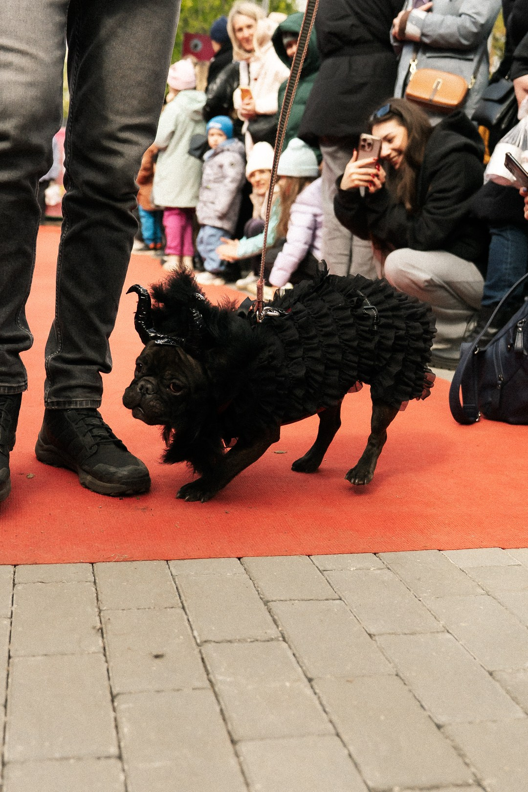 Парад Бульдогов. Axenov_eugene