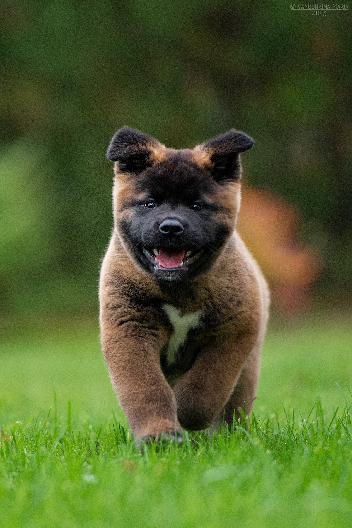 Фотосессия щенков на продажу. Фотограф собак в Москве и Московской области Иванушкина Мария