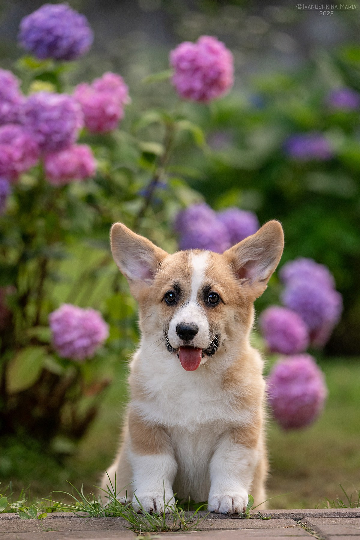 Фотосессия щенков на продажу. Фотограф собак в Москве и Московской области Иванушкина Мария