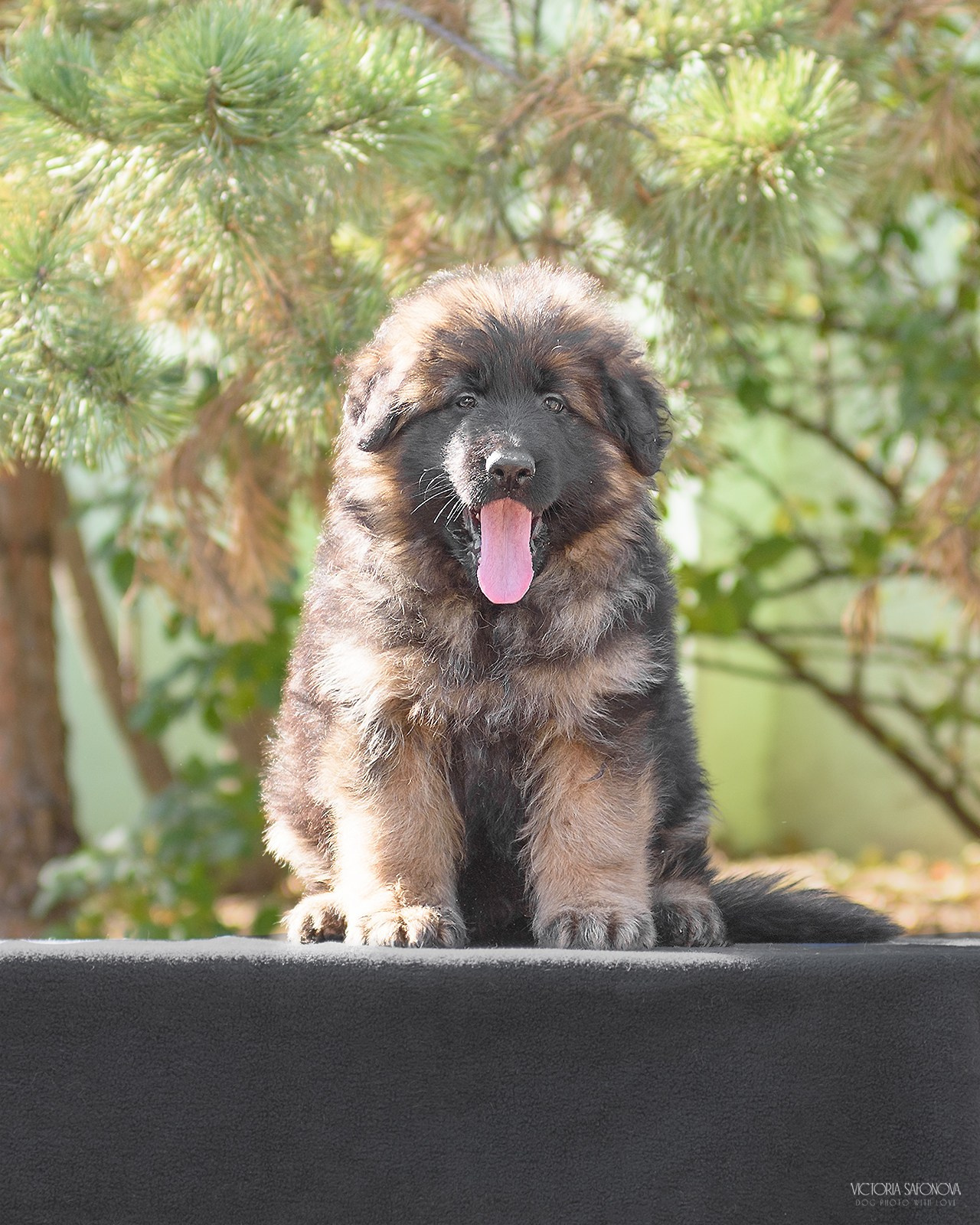 Немецкие овчарки 14.10.2023. Фотограф анималист Благовещенск. Сафонова Виктория