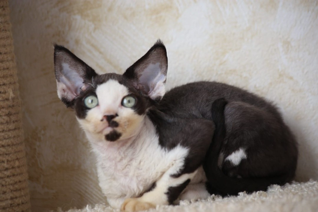 DRX, n 03 котик. Nevskiy Favorite — питомник девон-рексов в Санкт-Петербурге. Здоровые, ласковые и редкие котята