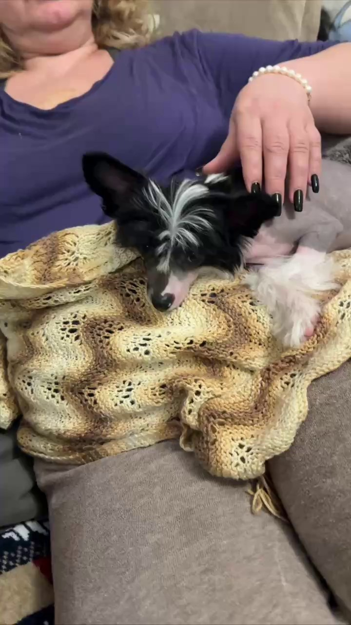 Дашенька уехала домой!. Питомник китайских хохлатых собак Poale Ell: купить щенка в питомнике