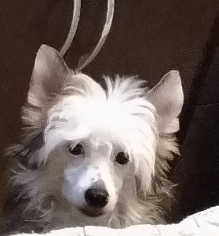 Poale Ell Barthalamew. Chinese Crested Dog Kennel Poale Ell