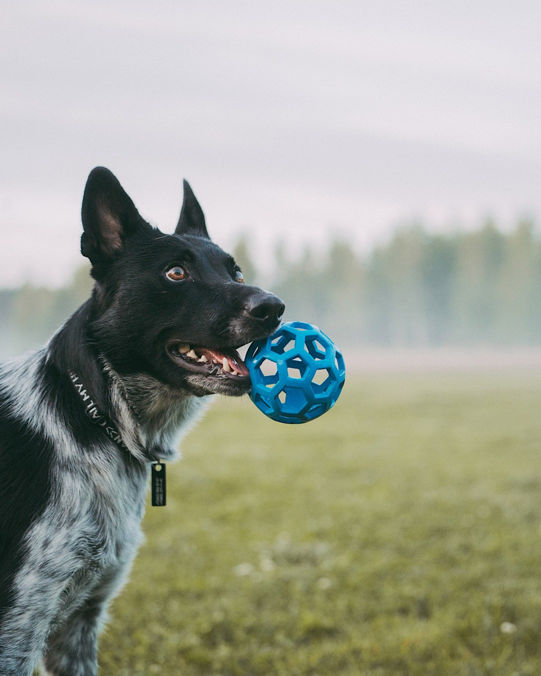 Катя, Сергей и Флинт. Фотограф анималист в Москве и Санкт-Петербурге Свиридова Анна