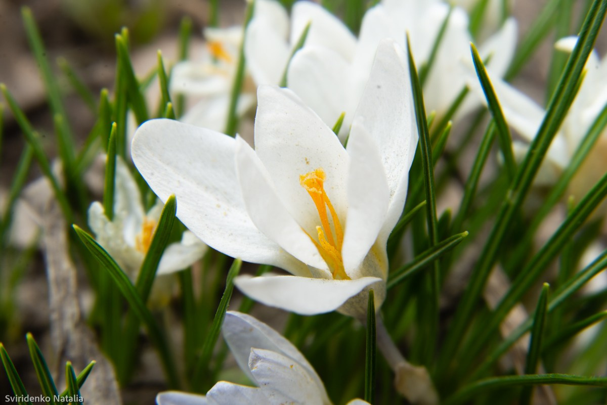 Макросъемка. Фотограф в Кемерово Наталья Свириденко
