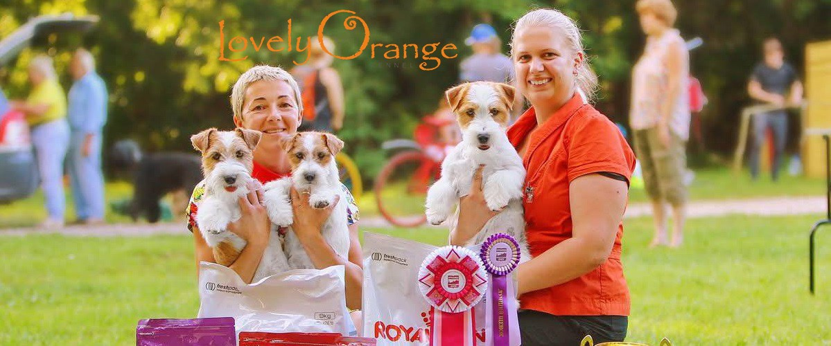 Lovely-Orange питомник джек рассел терьеров