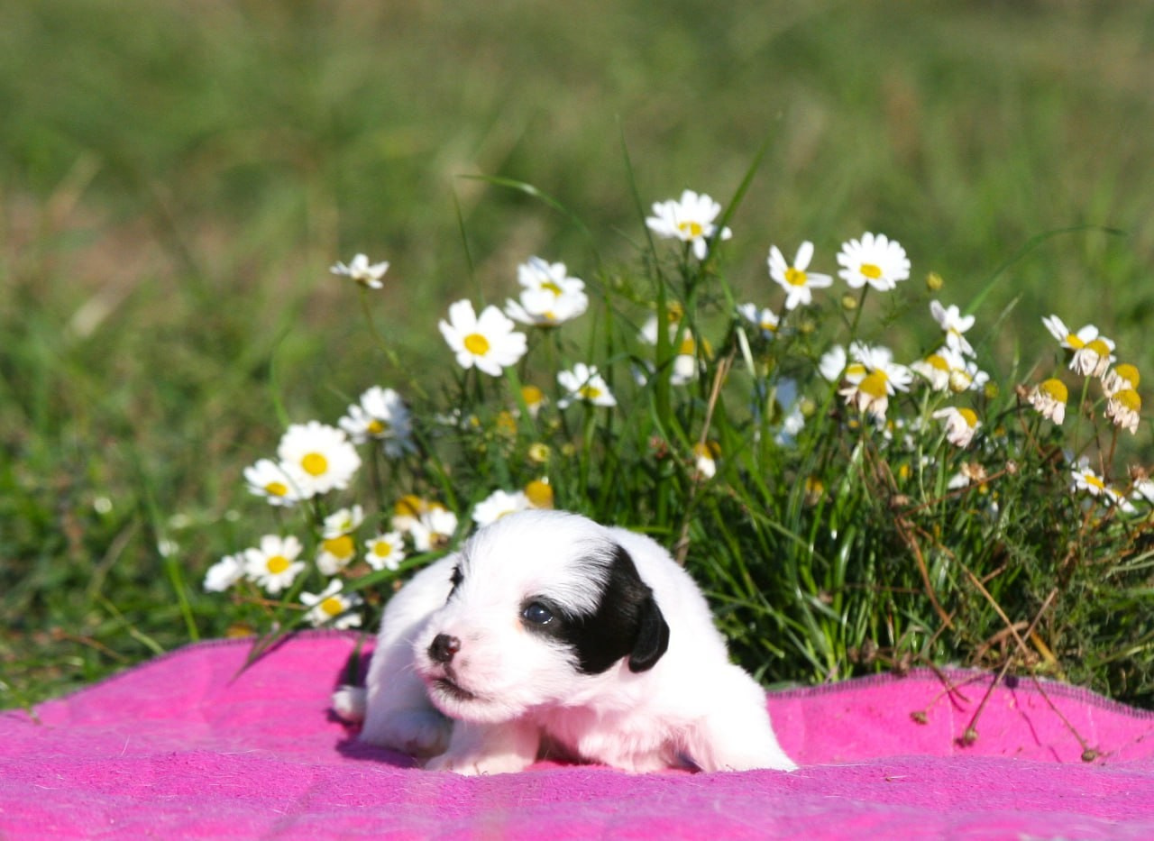 Сука 1. Lovely-Orange питомник джек рассел терьеров