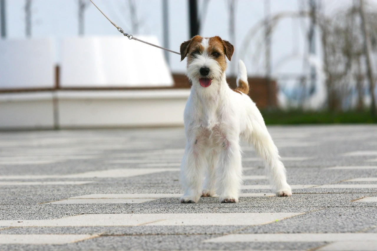 Lovely-Orange Escada. Lovely Orange kennel Jack Russell Terrier FCI/RKF