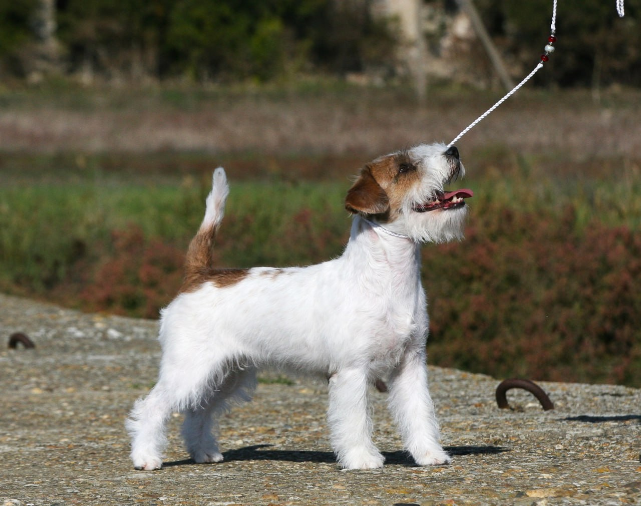 Lovely -Orange Team Spirit. Lovely-Orange питомник джек рассел терьеров