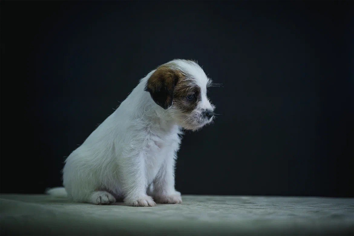 Сука 2. Lovely-Orange питомник джек рассел терьеров