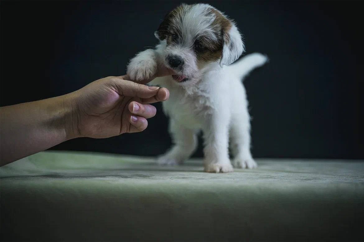 Сука 2. Lovely-Orange питомник джек рассел терьеров