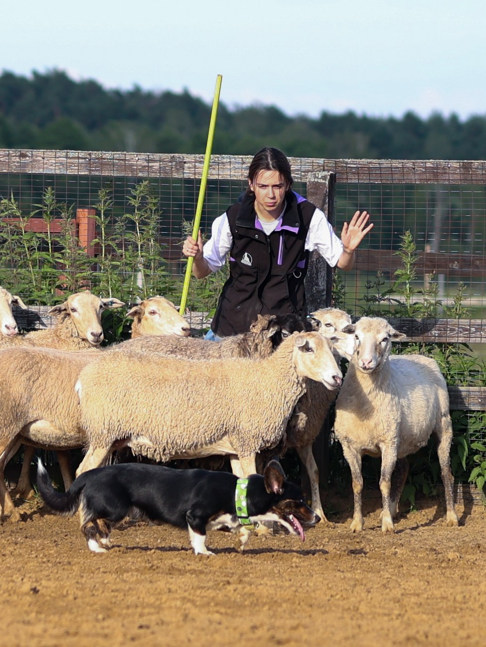 Пастьба. Фотограф-анималист в Москве Кириллова Татьяна