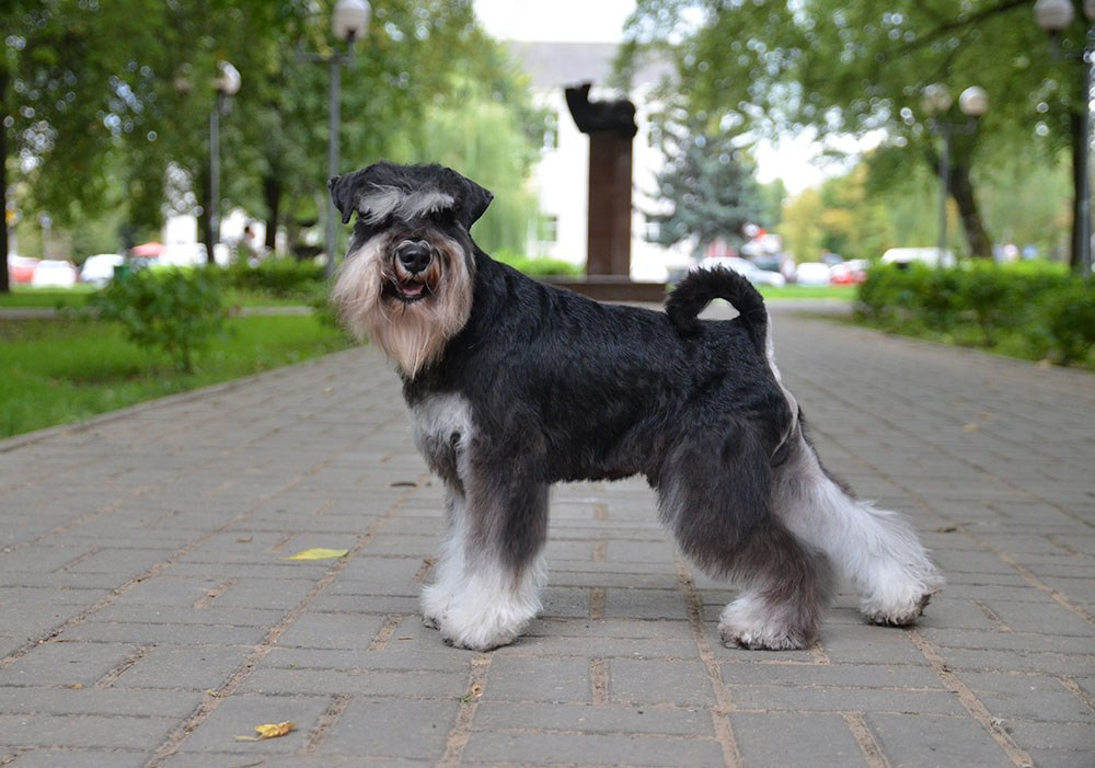 Сема/Delinso Balance Viserion. Питомник цвергшнауцеров в Беларуси «Делинсо Бэлэнс»