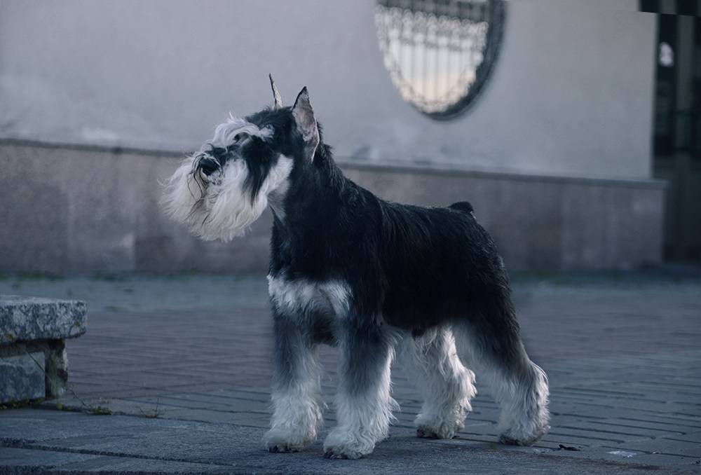 Арчи/Delinso Balance Archibald. Питомник цвергшнауцеров в Беларуси «Делинсо Бэлэнс»
