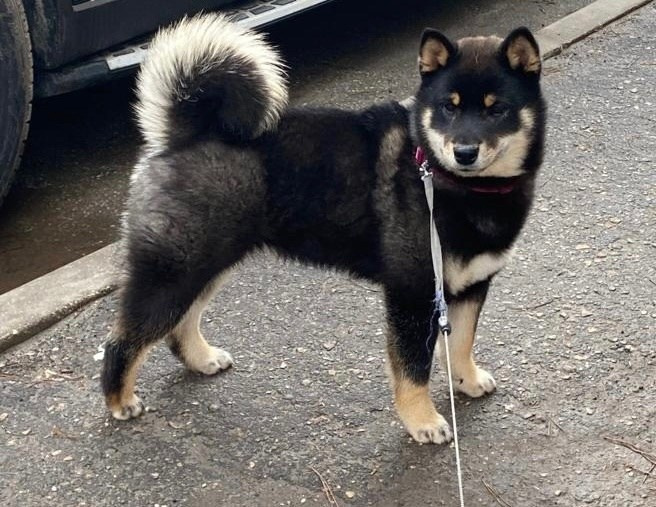 Шаман (сезам) * Шу_ Шаолинь Цукан. AMERICAN AKITA RUBYLIGHT KENNEL I SHIBA-INU