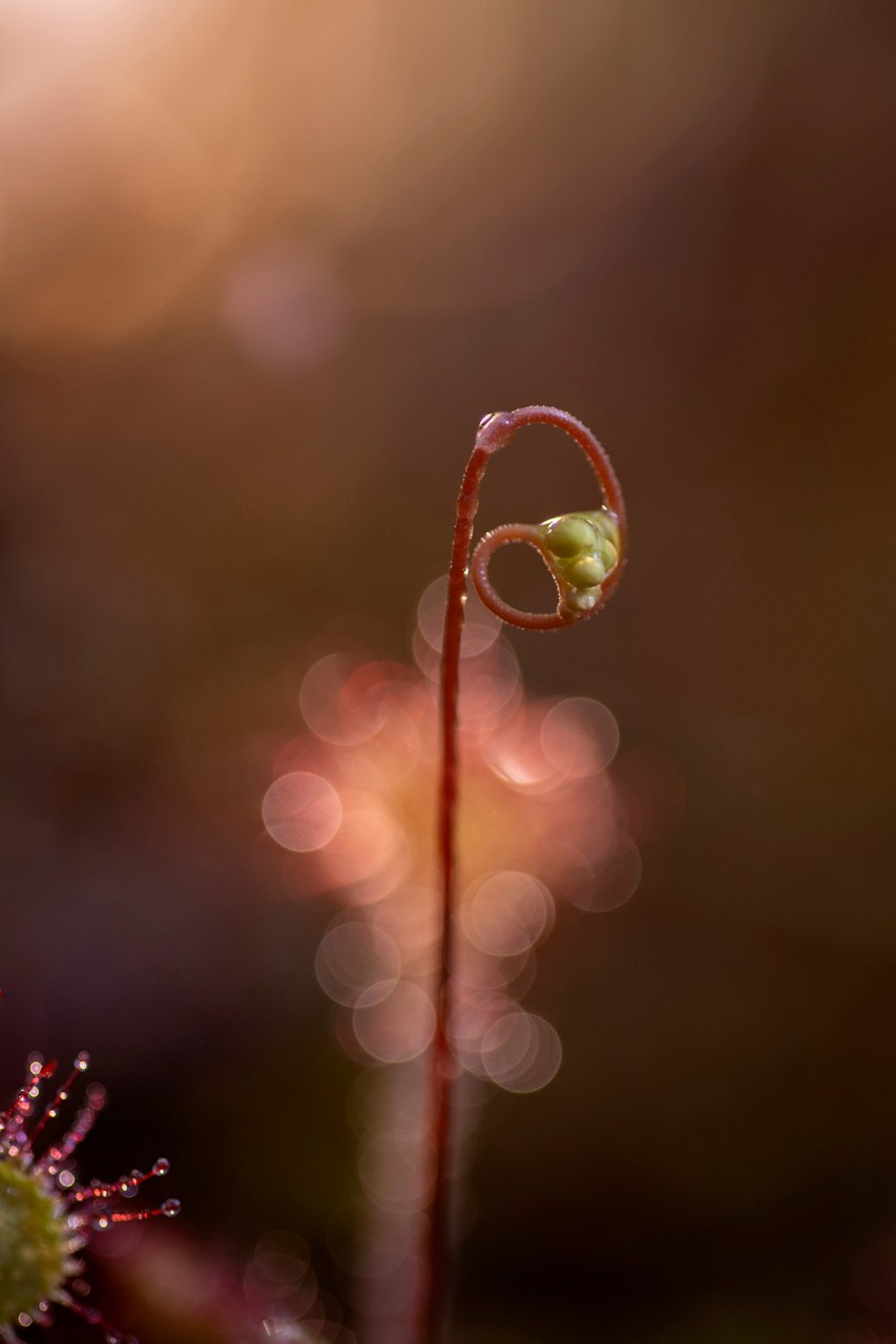 Фотопленэр на болоте. Фотообъединение Самарского областного отделения Союза журналистов России