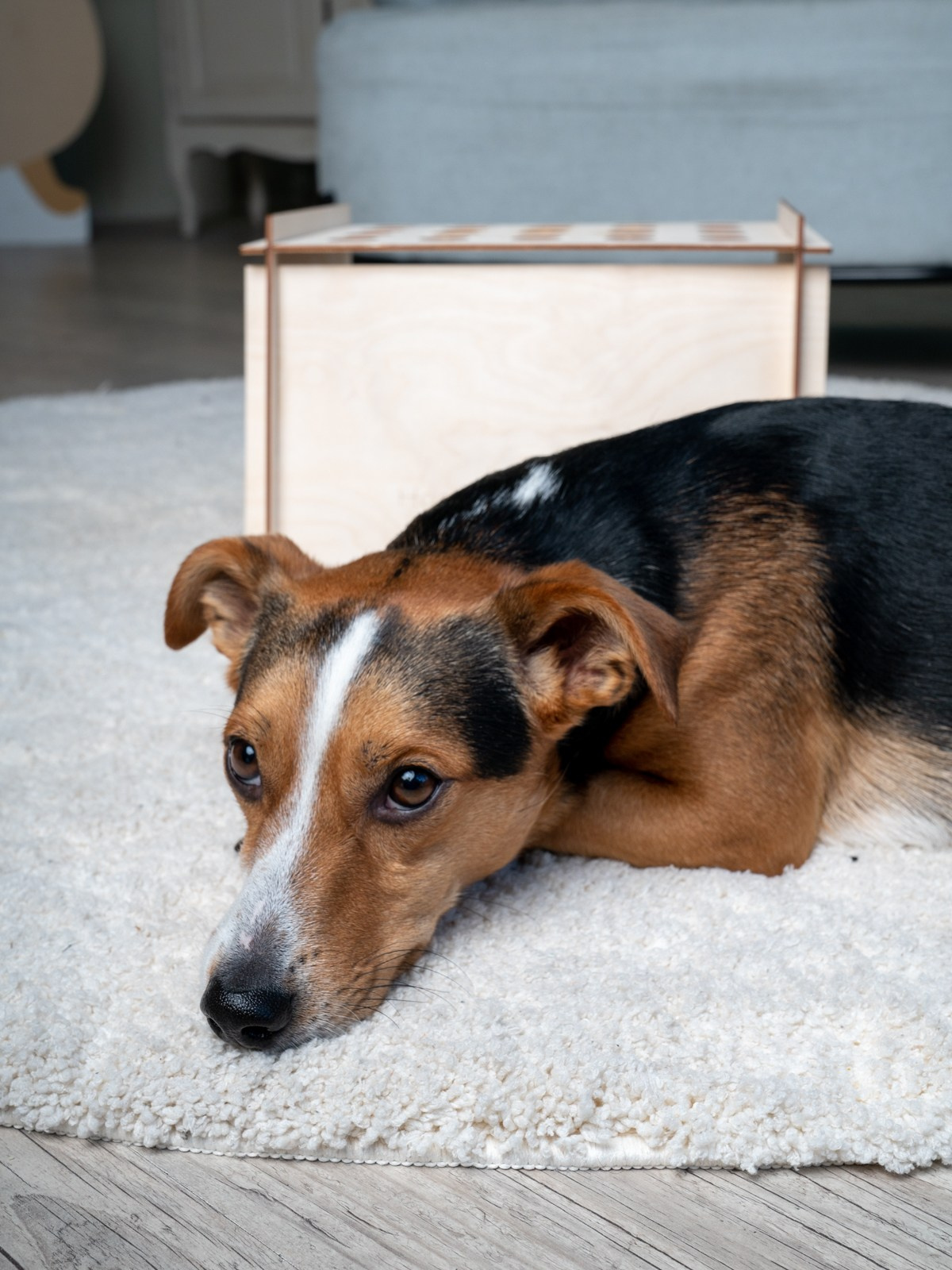 Съемки с животными. КЕД Студия-контент агентство полного цикла СПБ. Создаём фото, видео и контент, который помогает брендам и селлерам продавать больше