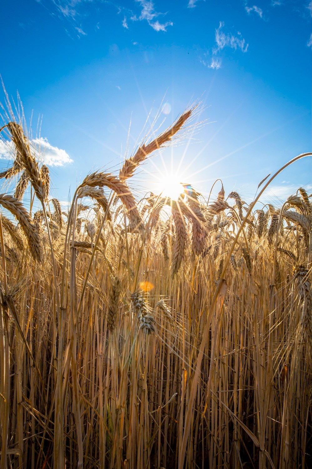 Поле. Фото о жизни