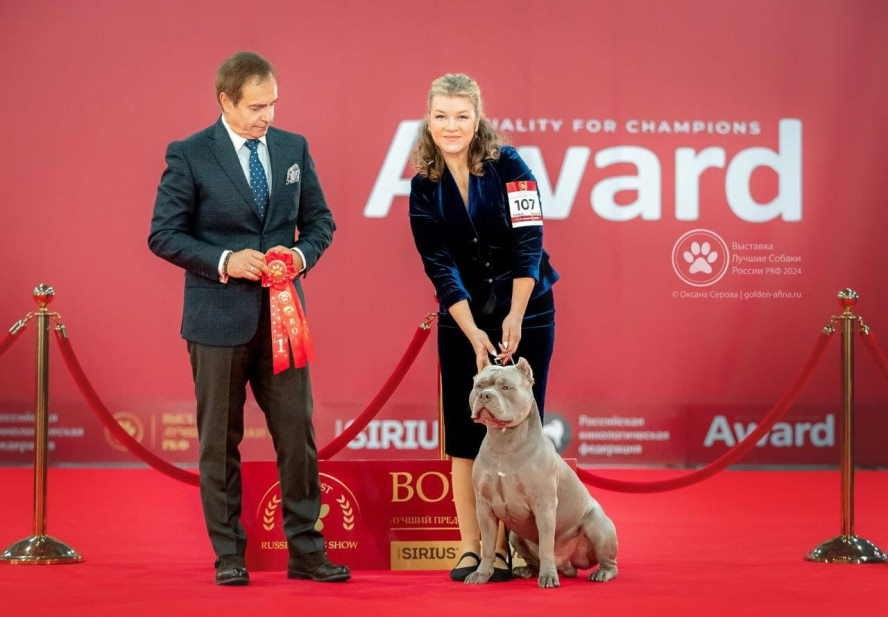 яркая фотография булли на красном фоне