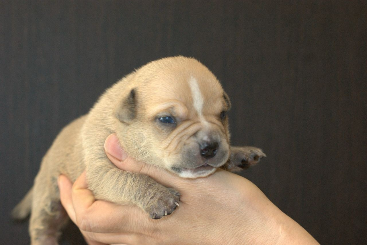 Дети Савана. ПИТОМНИК СОБАК ПОРОДЫ АМЕРИКАНСКИЙ БУЛЛИ