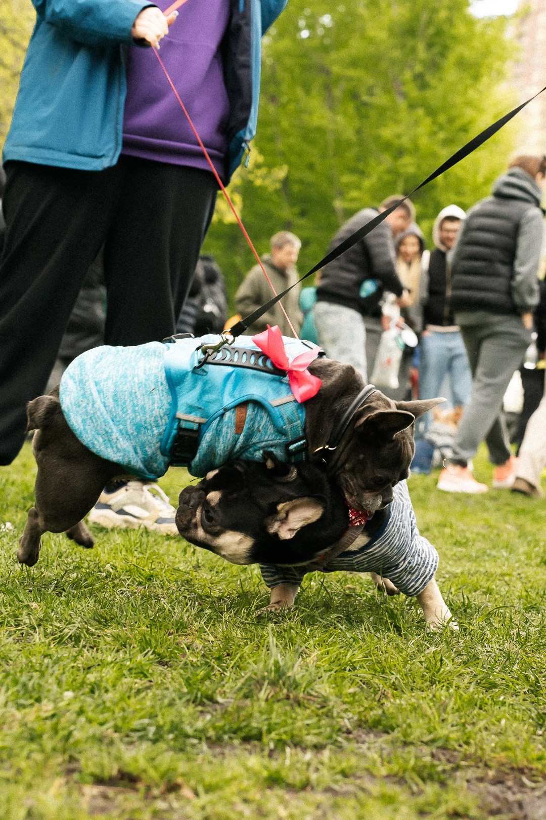 Парад Бульдогов. Axenov_eugene