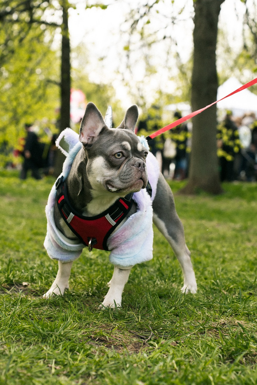 Парад Бульдогов. Axenov_eugene