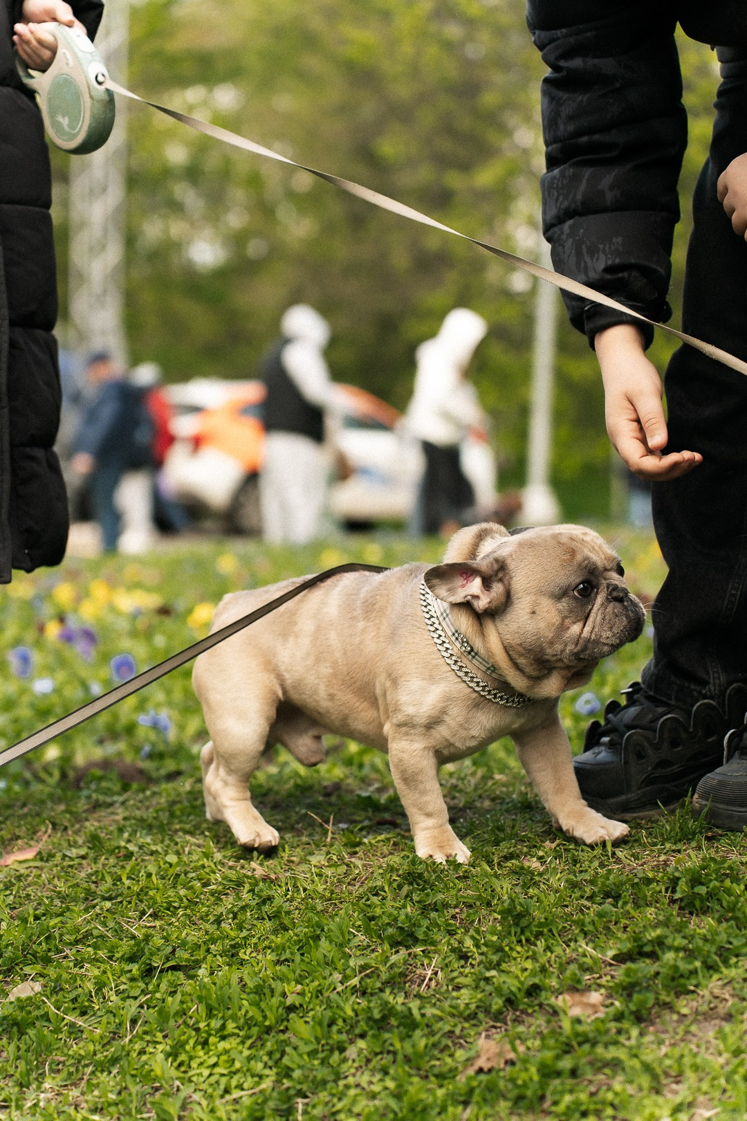 Парад Бульдогов. Axenov_eugene