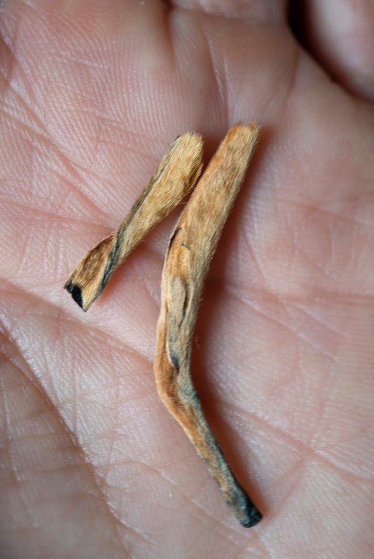 TEA MOMENTS. Сocoobird || Атмосфера твоего бренда в снимках и видео