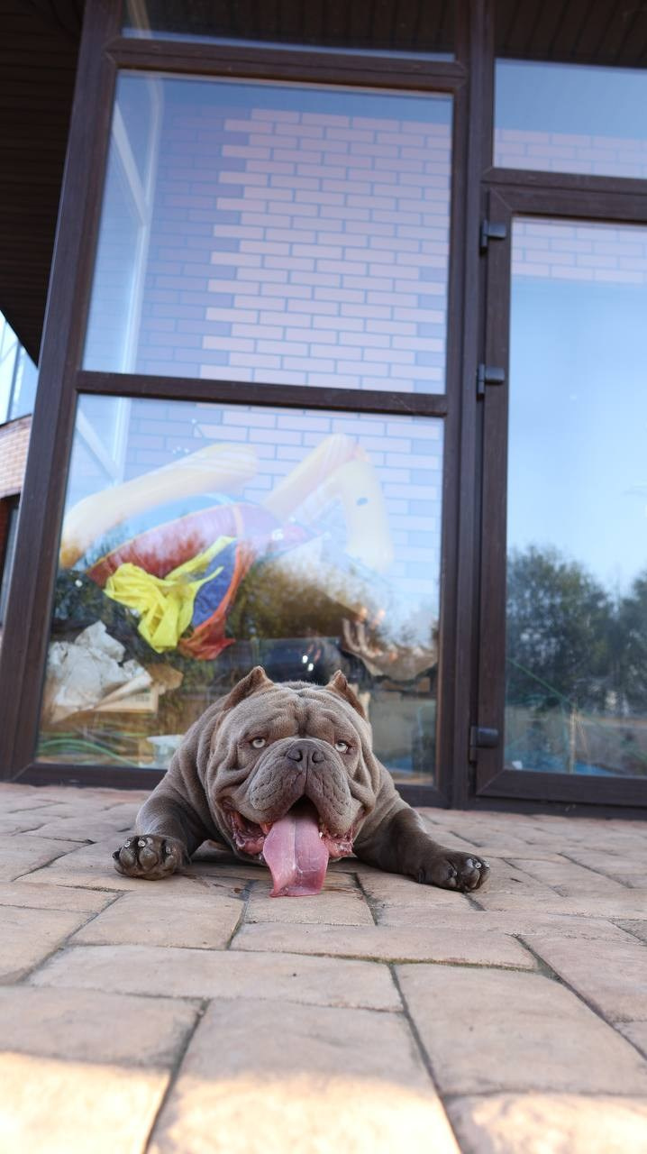 Познакомьтесь с Американским Булли в Иркутске. Питомник собак Иркутск