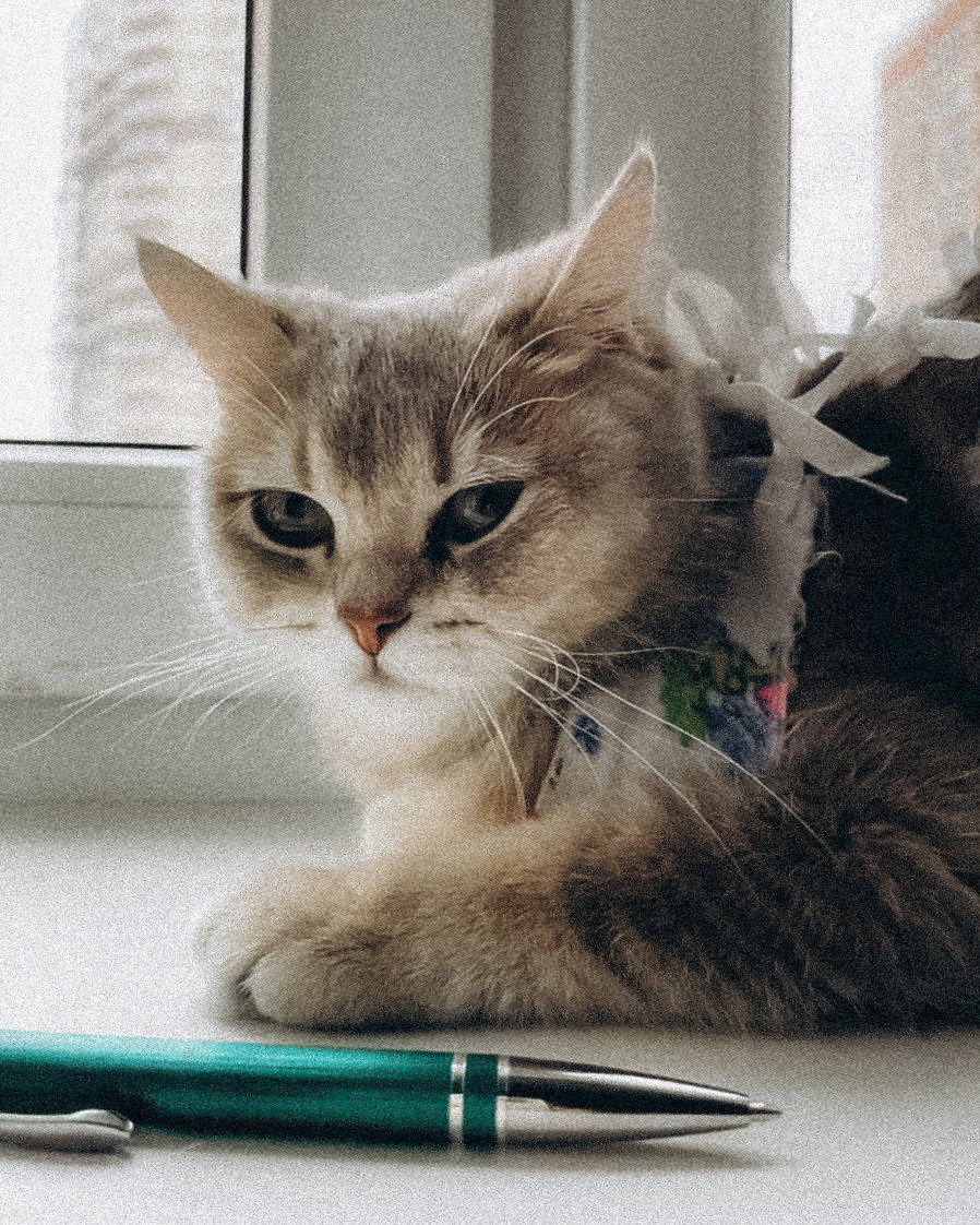 Наши котики. Никита Погосов