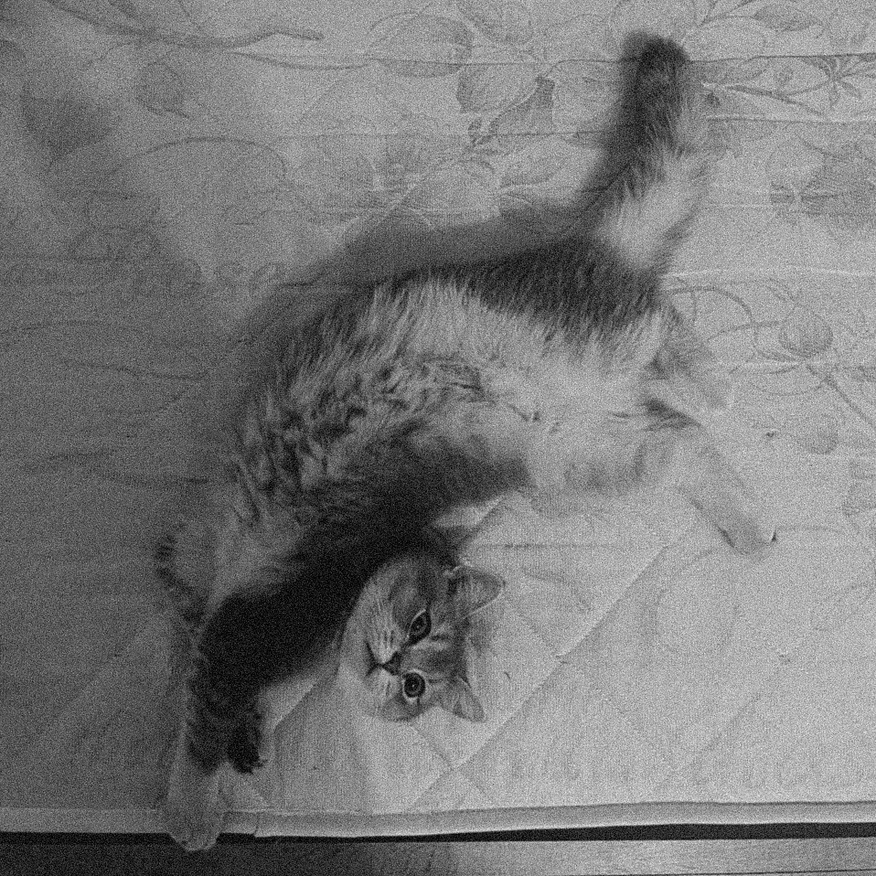 Наши котики. Никита Погосов