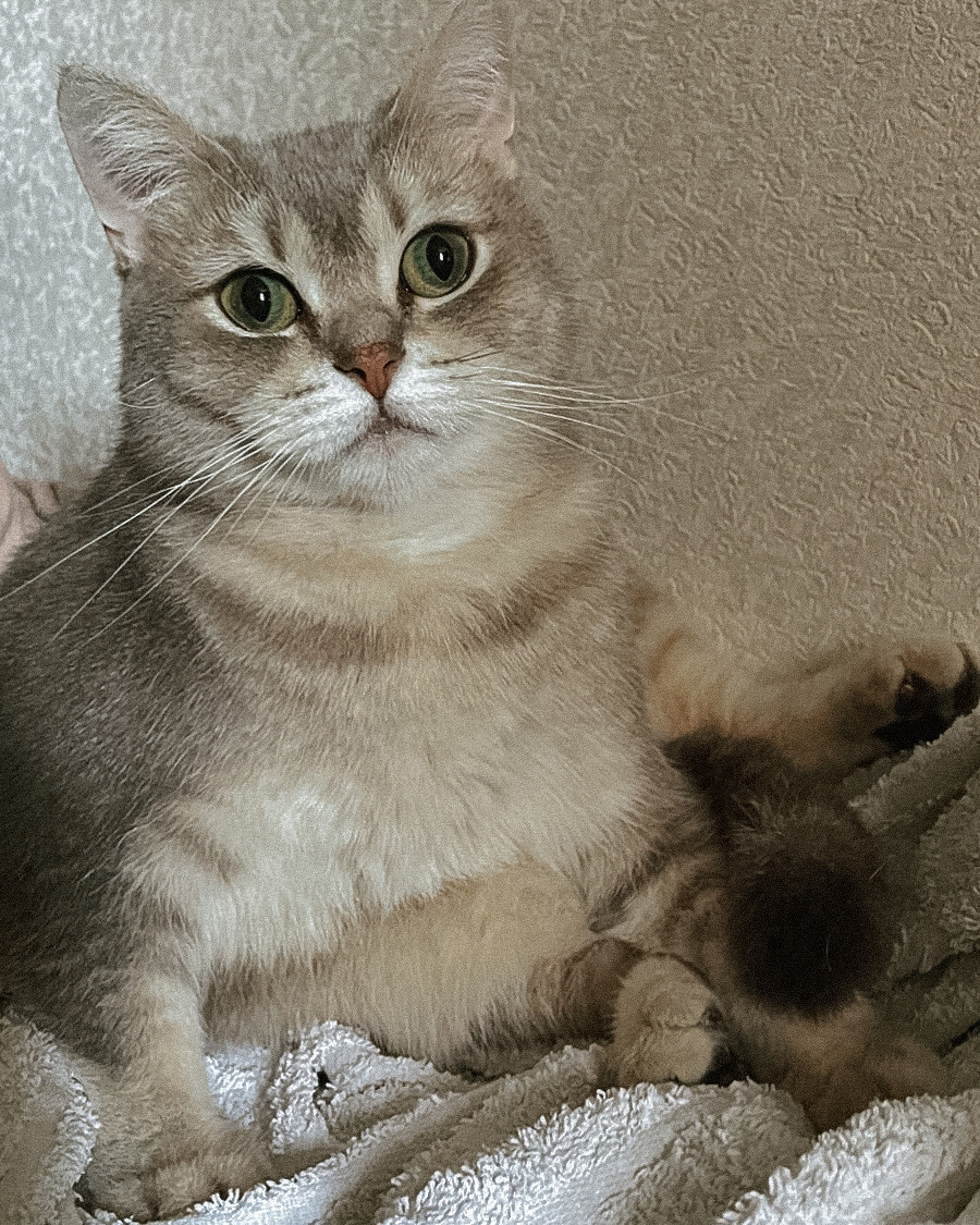 Наши котики. Никита Погосов