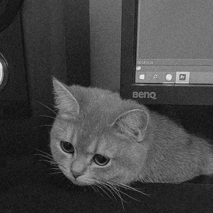 Наши котики. Никита Погосов