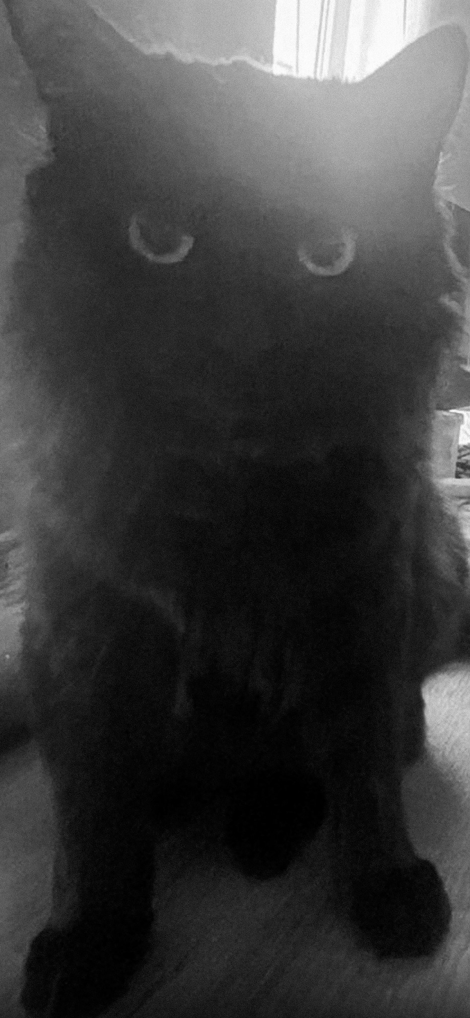 Наши котики. Никита Погосов