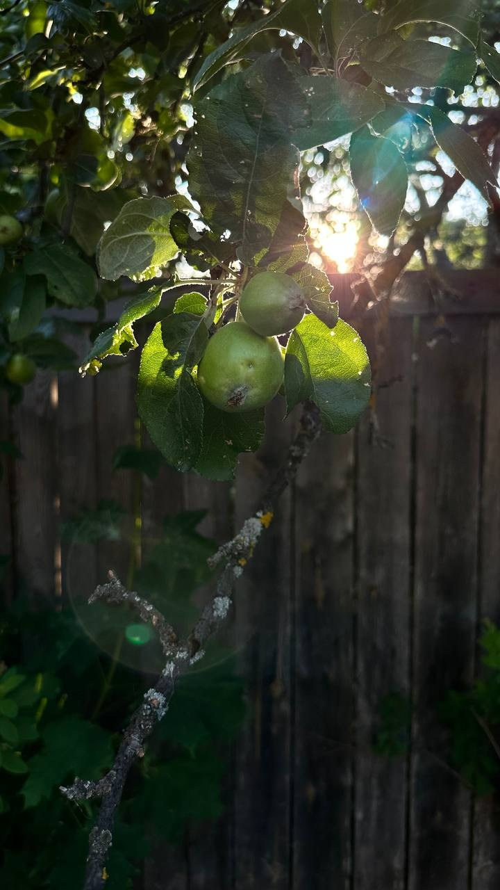 КУРС ПО ФОТО/ВИДЕО СЪЕМКЕ «СЧАСТЬЕ В ПРОСТОМ». Фотография. Визуально-чувственный мир души