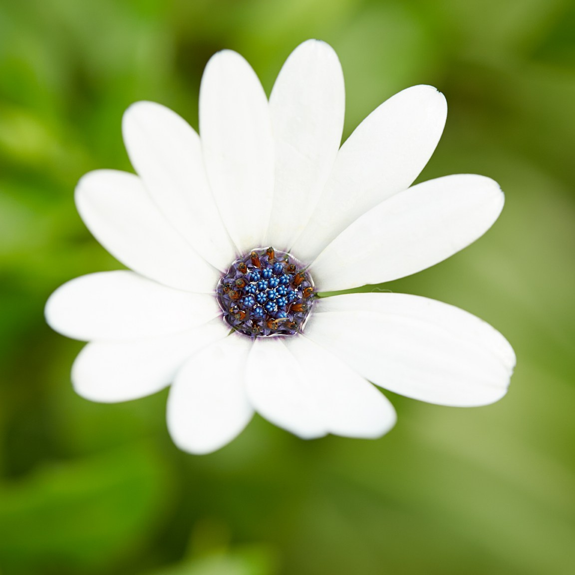 Коллекция «ПРИКОСНОВЕНИЕ». Лена Сми интерьерный и портретный фотограф. Москва и Санкт-Петербург
