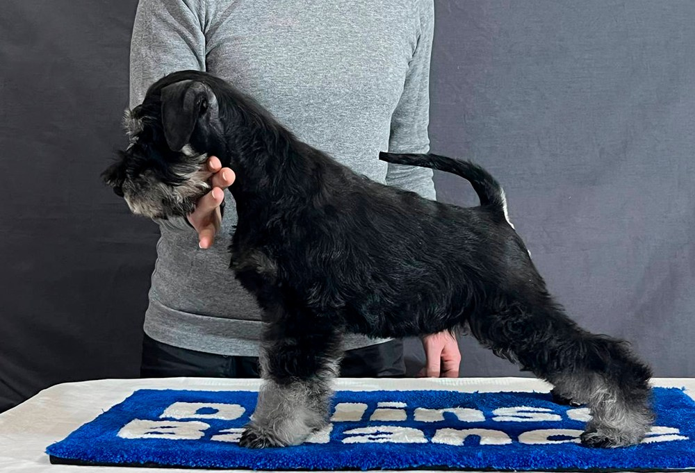 Litter «UY» 10.10.2025. Питомник цвергшнауцеров в Беларуси «Делинсо Бэлэнс»