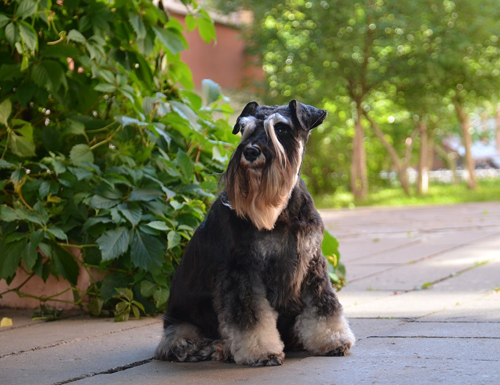 Питомник Делинсо Бэлэнс, щенки цвергшнауцера, купить щенка цвергшнауцера, питомник цвергшнауцеров, кобель цвергшнауцера для вязки, щенок цвергшнауцера, питомник цвергшнауцеров, черный с серебром, цверг, лучший питомник в беларуси, питомник цвергшнауцеров минск