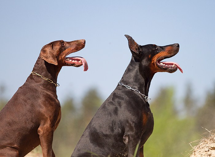 Собаки. Фотограф-анималист в Москве и МО Самойлова Марина