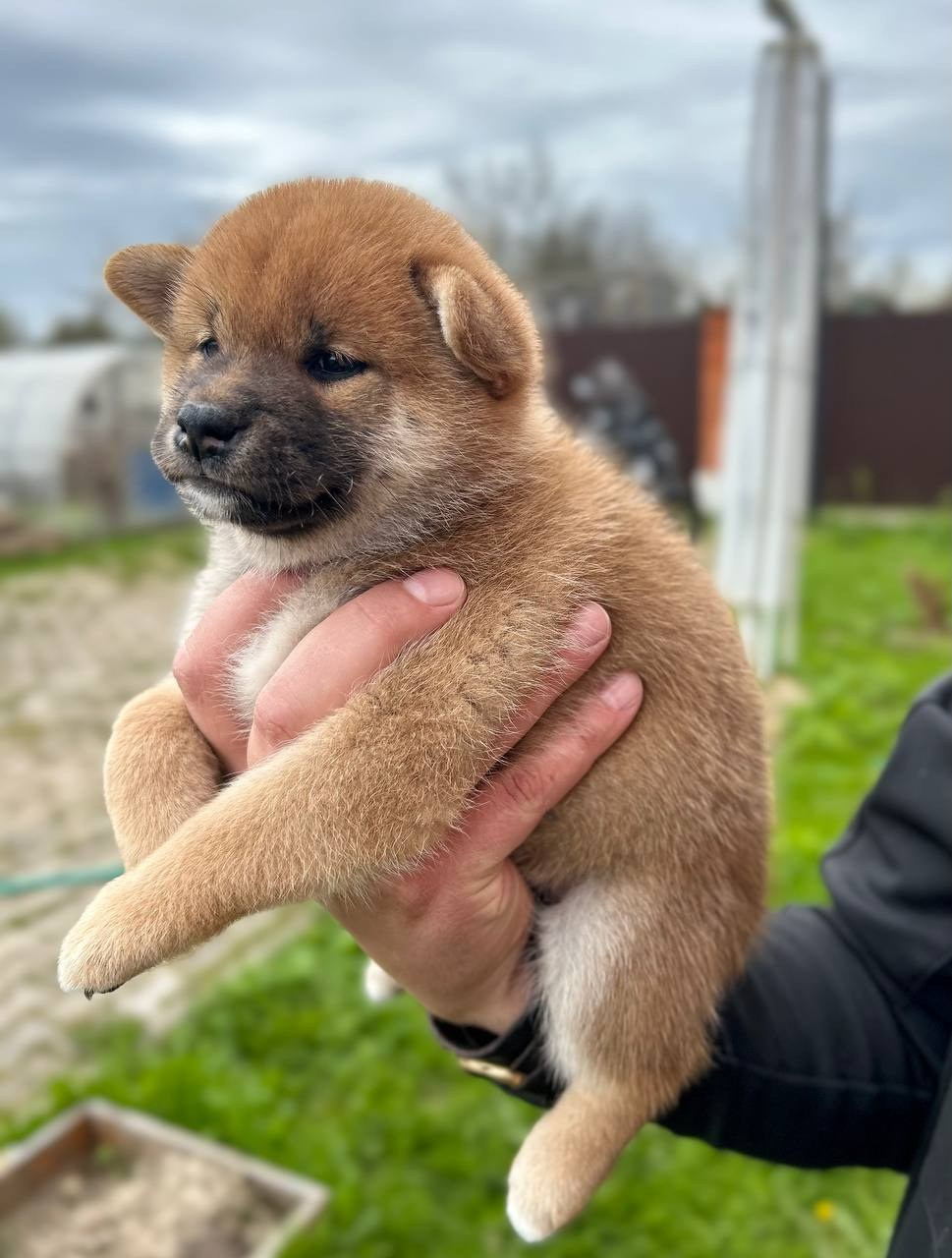 сиба питомник Рубилайт щенки на продажу rubylight  сиба щенки купить СПб Санкт-Петербург