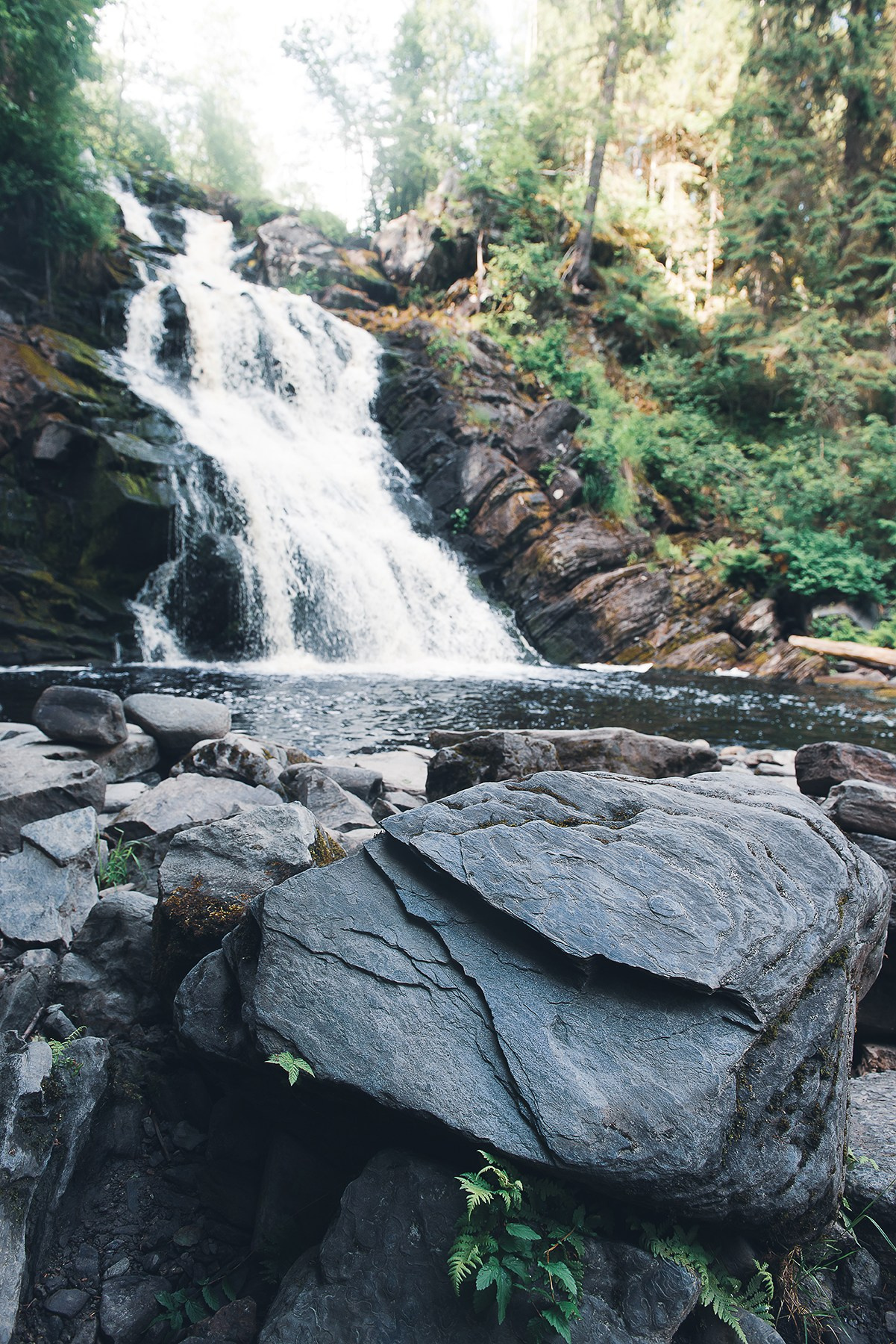 Карелия. Фотограф-анималист Наталья Светличная