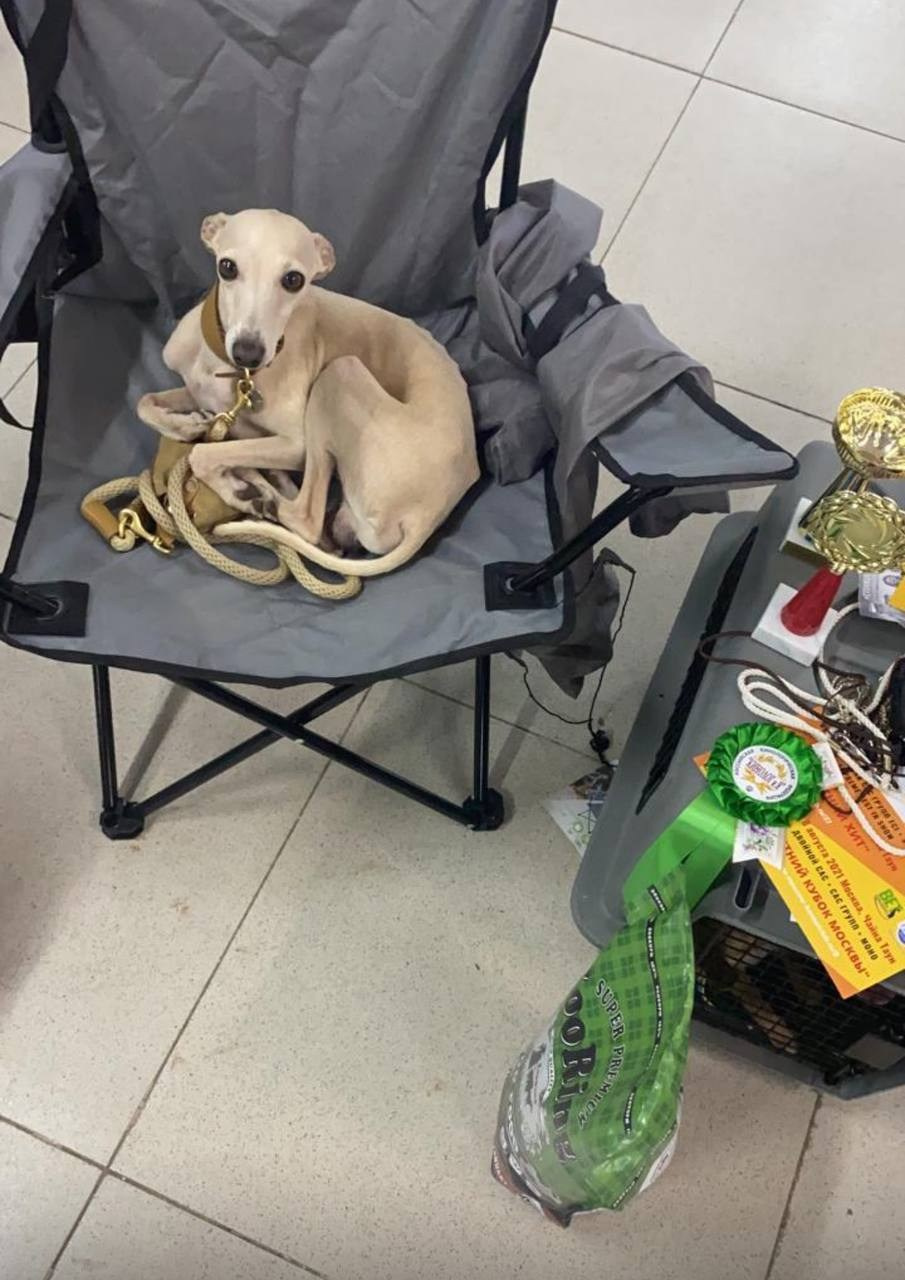 Jeremy & Jupiter. Профессиональный питомник левреток РКФ/FCI ASTI SAPPHIRE 💎 Сочи|Санкт-Петербург