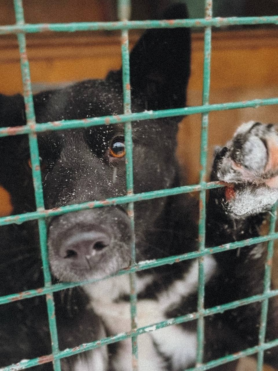 Ищут дом. Забери домой друга